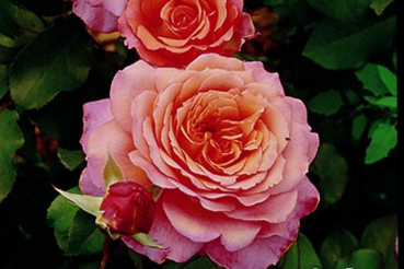 Albrecht D�rer Rose�