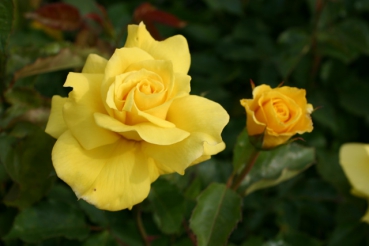 Friesia�