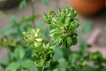 Viridiflora