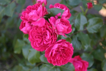 Red Leonardo da Vinci� (Treeroses)