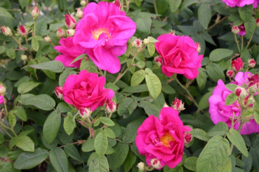 Rosa Gallica Officinalis