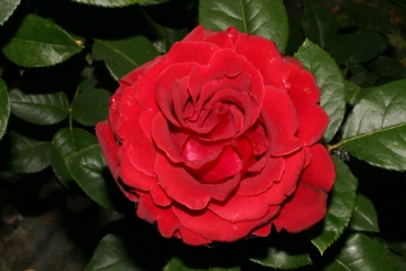 Rose Heinz Winkler - Hommage a Barbara Foto Rosen-direct
