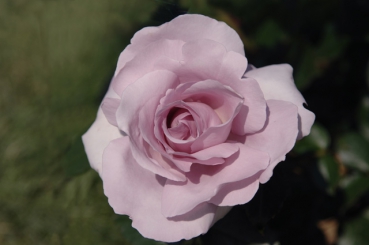 La rose du Petit Prince�