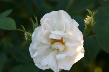 Alba Maxima