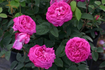 Reine des Violettes
