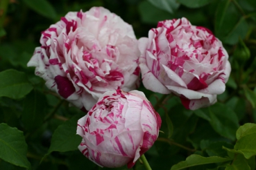 Variegata di Bologna