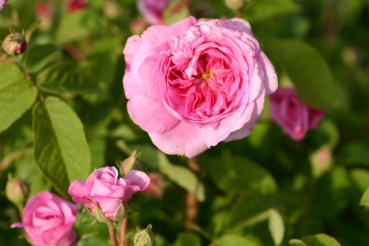 Ispahan
