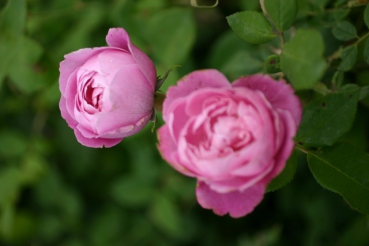 La Reine Victoria