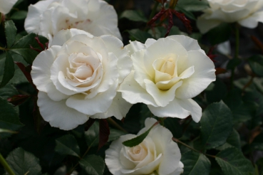 Margaret Merril�