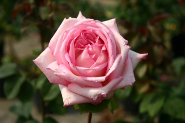 Vitalrose� Claudia Koopmann
