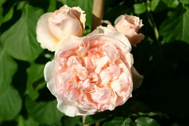 Vitalrose� Climbing Champagne