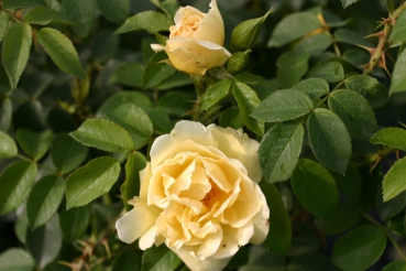 Gelbe Dagmar Hastrup�