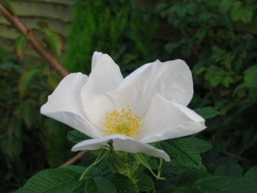 Rosa rugosa Alba