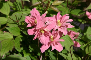 Clematis montana Broughton Star
