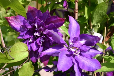 Clematis Daniel Deronda