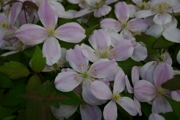 Clematis montana �Pink Perfection`