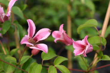 Clematis tex. Duchess of Albany