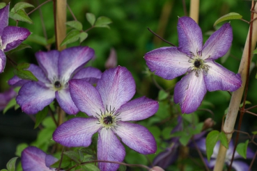 Clematis viticella Venosa Violacea