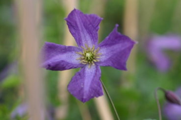 Clematis viticella