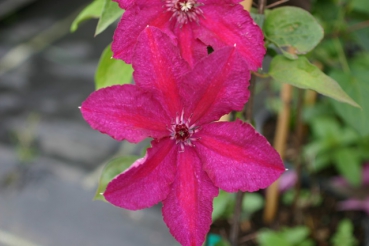 Clematis Kardinal Wyszynski