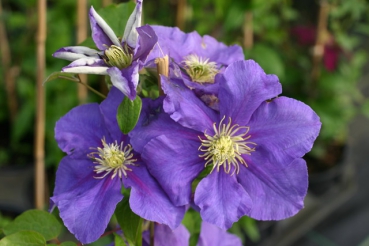 Clematis General Sikorski