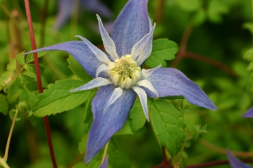 Clematis alpina Frances Rivis