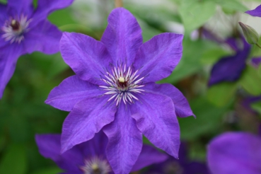 Clematis The President