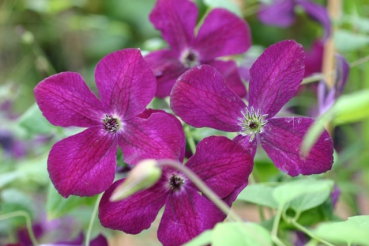 Clematis viticella Royal Velours