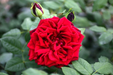 Vitalrose�Koopmann�s Imperial