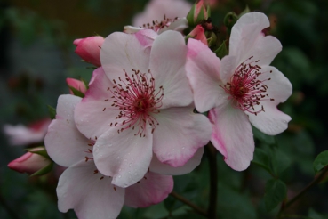 Sweet Pretty�