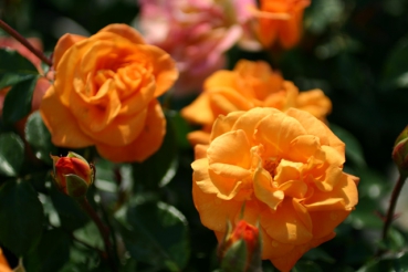 Westzeit�