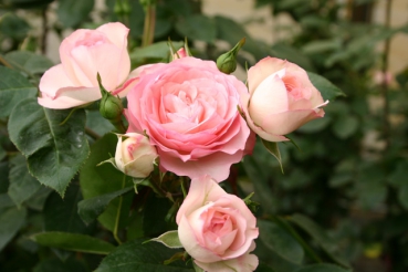 Mini Eden Rose�