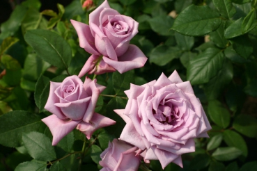 Rose Mamy Blue Foto rosen-direct