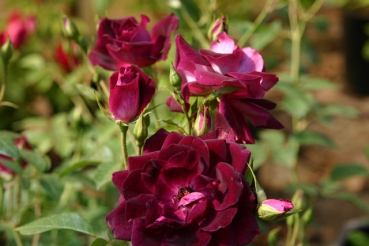 Burgundy Ice