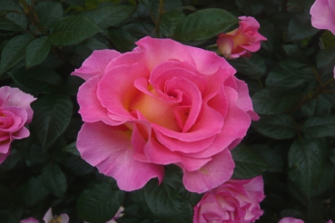 Pink Paradise�