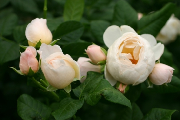 Rose Uetersener Klosterrose Foto rosen-direct