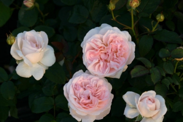 Home&Garden�