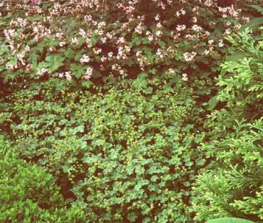 Alchemilla erythropoda [Juz.]