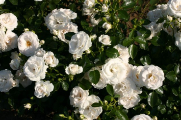 Aspirin Rose�