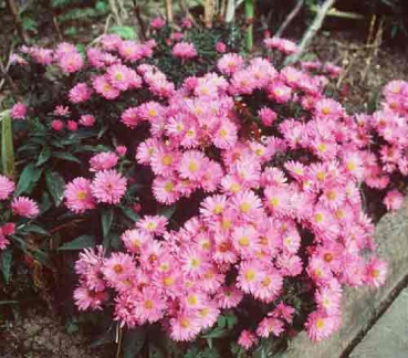 Aster Dumosus-Hybride Rosenwichtel