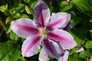 Clematis Bees Jubilee