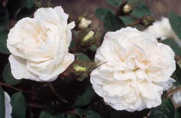 Blanche Moreau