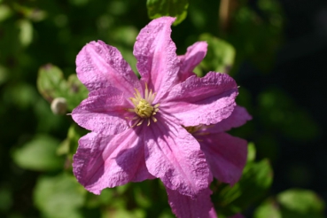 Clematis Comtesse de Bouchaud