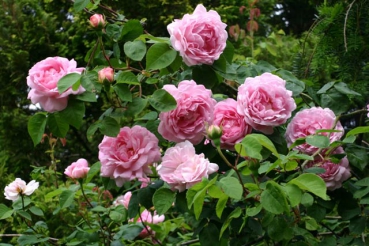 Constance Spry