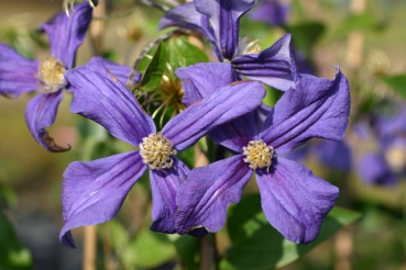 Clematis integrifolia Durandii