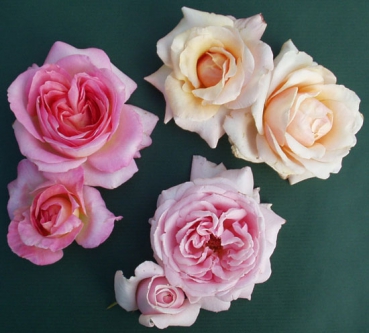 3er Duftrosen-�berraschungsset