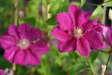 Clematis Ernest Markham