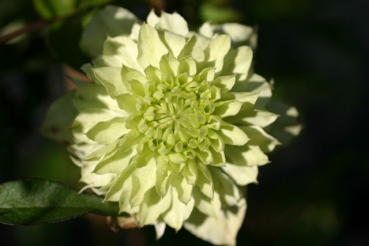 Clematis florida alba plena