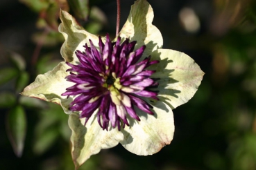 Clematis Florida Sieboldii