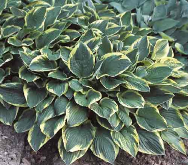 Hosta � fortunei Aureo-marginata